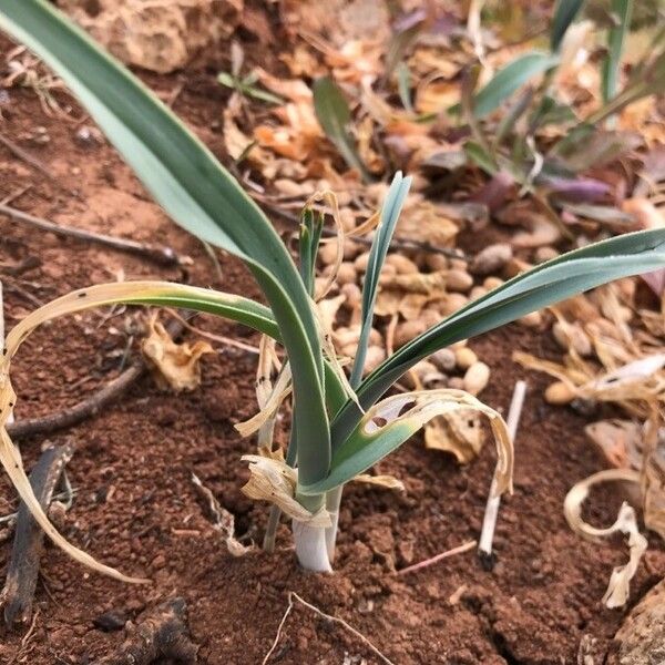 Allium porrum Leaf