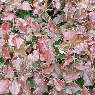 Smilax china Habitat