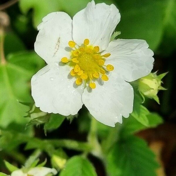 Fragaria moschata Kwiat