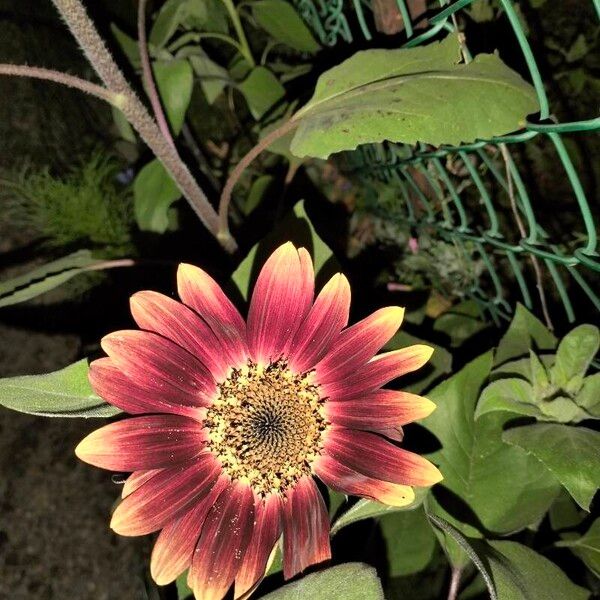 Helianthus debilis Flower