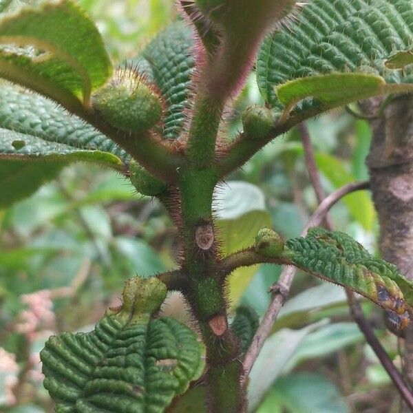 Miconia tococa Leaf