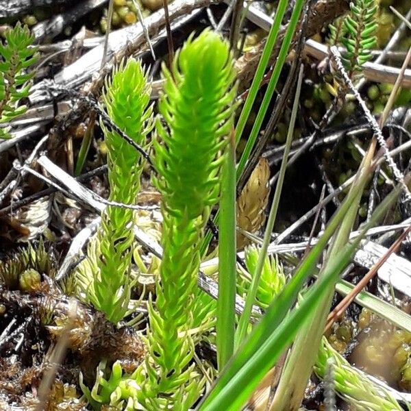 Lycopodiella inundata Habit