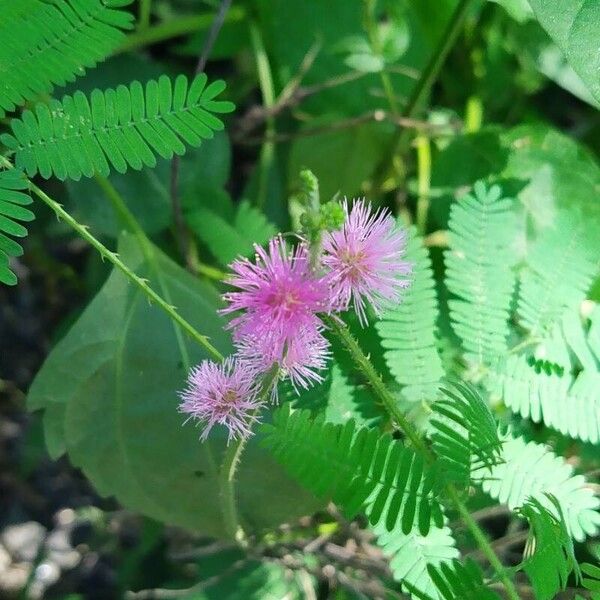 Mimosa diplotricha Λουλούδι