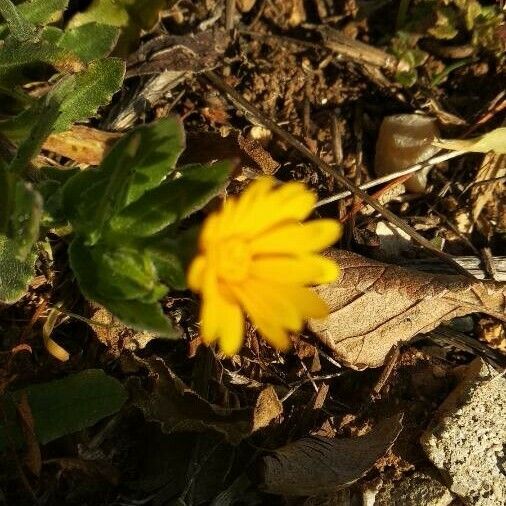 Calendula arvensis Квітка