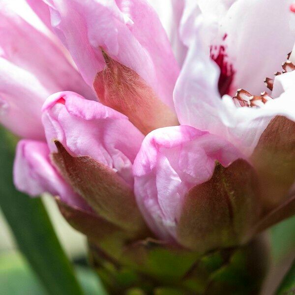 Rhododendron praevernum Kvet