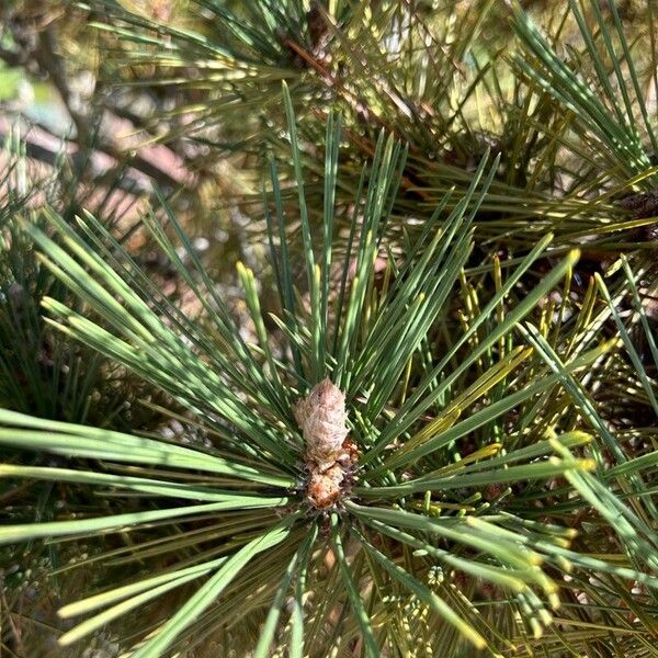 Pinus thunbergii Květ