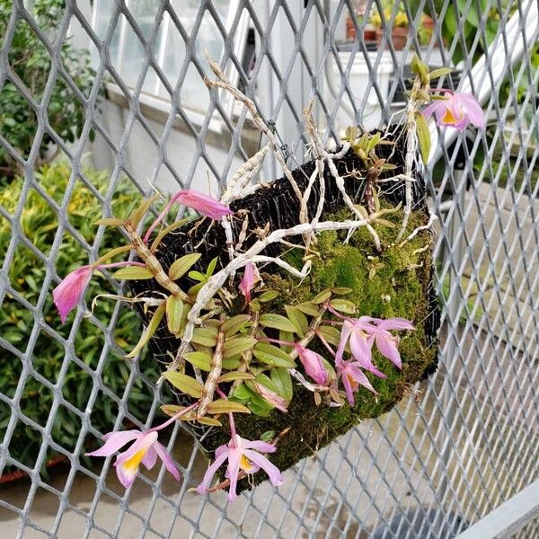 Dendrobium loddigesii Habit