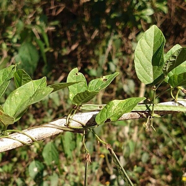 Centrosema virginianum Hoja