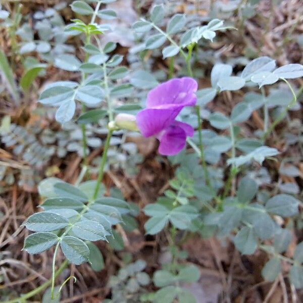 Vicia pyrenaica Õis