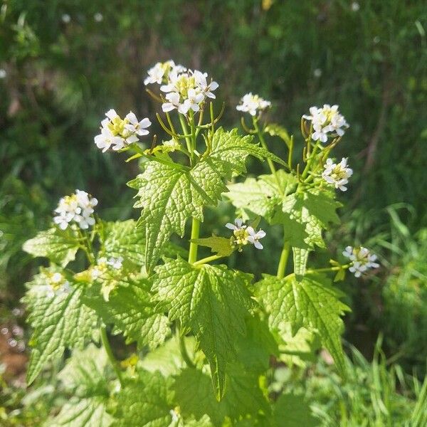 Alliaria petiolata Flor