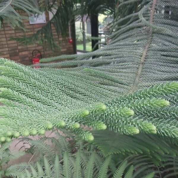 Araucaria biramulata Лист