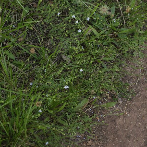 Linum austriacum Hábito