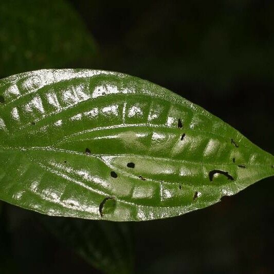 Piper hispidum Leaf