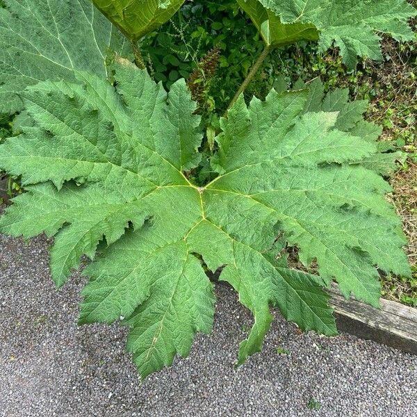 Gunnera tinctoria Leaf