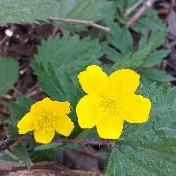 Anemonoides ranunculoides പുഷ്പം