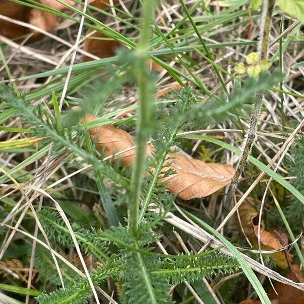 Achillea millefolium 叶