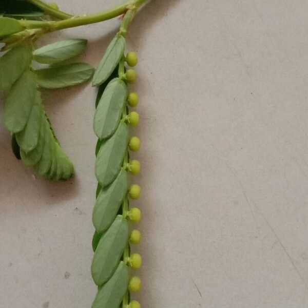 Phyllanthus urinaria 果実