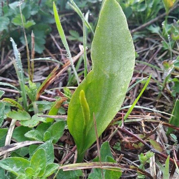 Ophioglossum vulgatum Kwiat