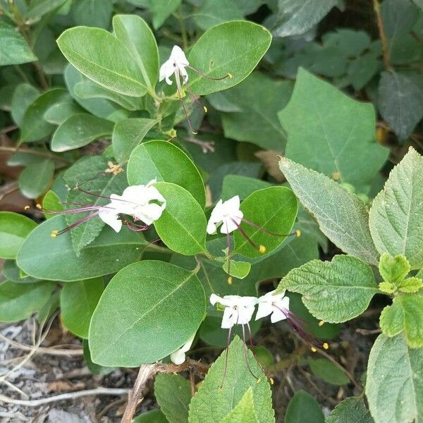 Volkameria inermis Flower