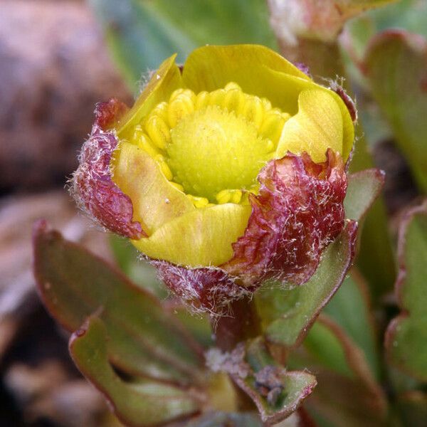 Ranunculus eschscholtzii പുഷ്പം