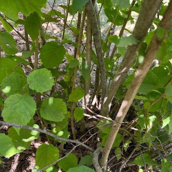 Corylus americana ᱪᱷᱟᱹᱞᱤ