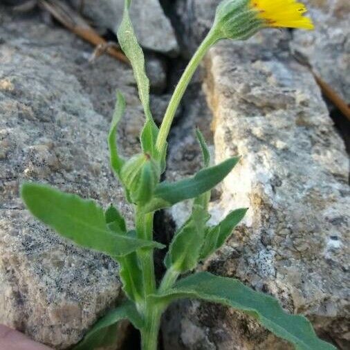 Calendula arvensis Ostatní