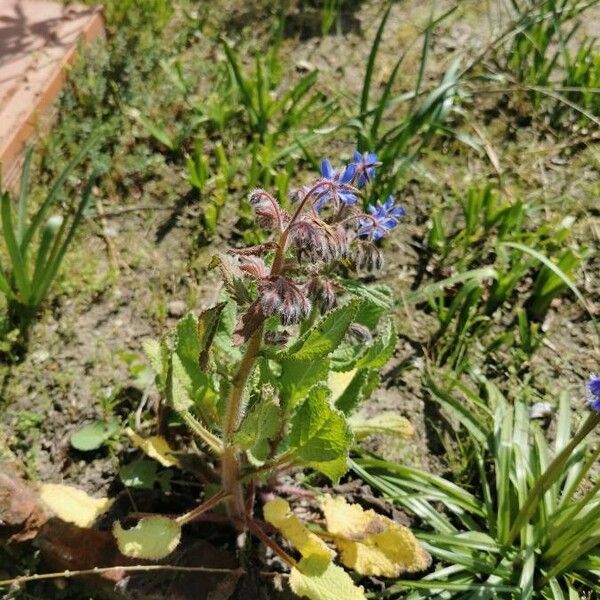 Borago officinalis ফুল