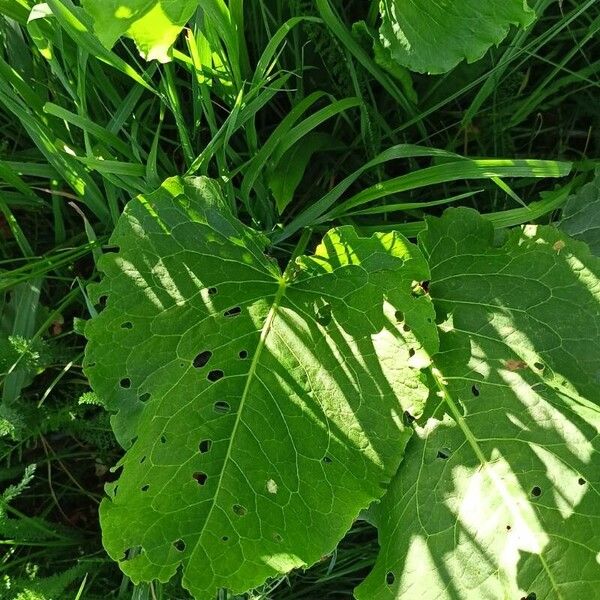 Rumex confertus Hoja