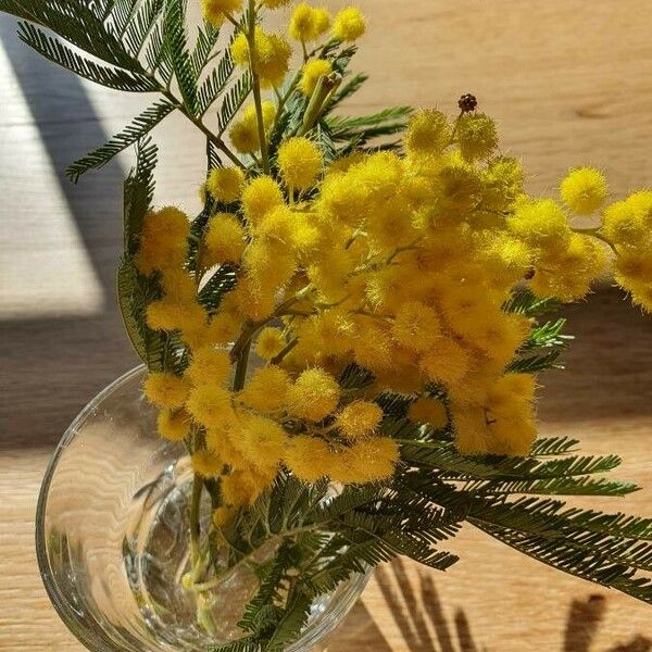 Acacia dealbata फूल