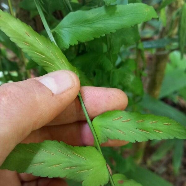 Asplenium salicifolium Leaf