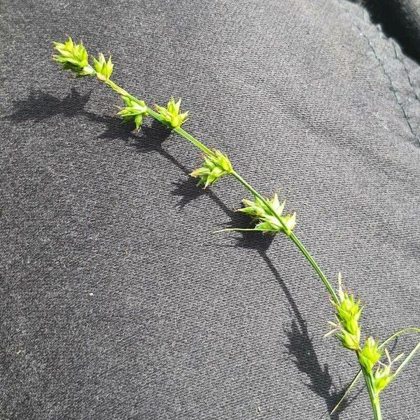 Carex leersii Frutto