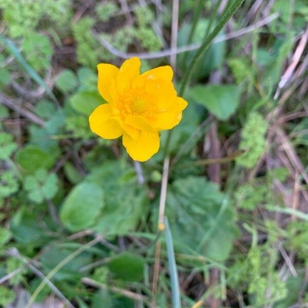 Ranunculus bullatus Kukka