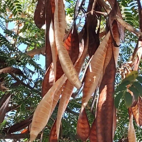 Leucaena leucocephala Φρούτο