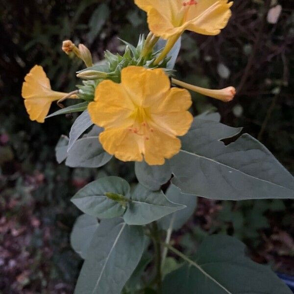 Mirabilis jalapa Flower