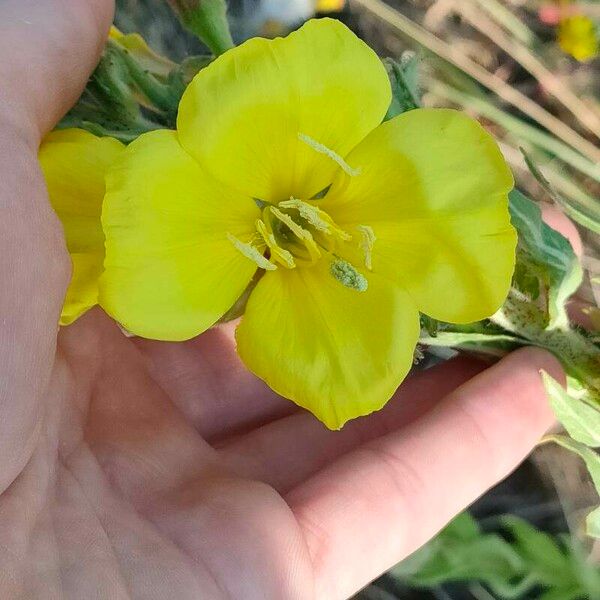 Oenothera stricta Flower