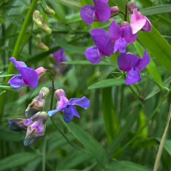 Lathyrus palustris Blomma