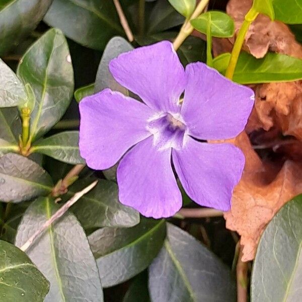 Vinca minor Fleur