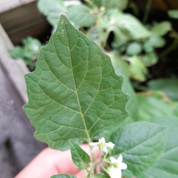 Solanum nigrum Lapas