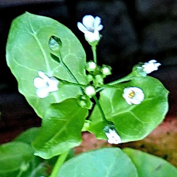 Samolus valerandi Blomma