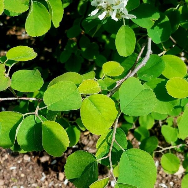 Amelanchier alnifolia পাতা