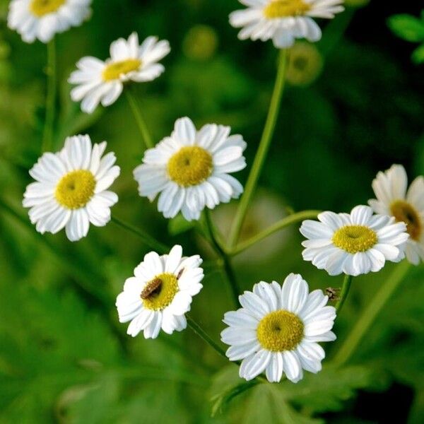 Tanacetum parthenium Flor