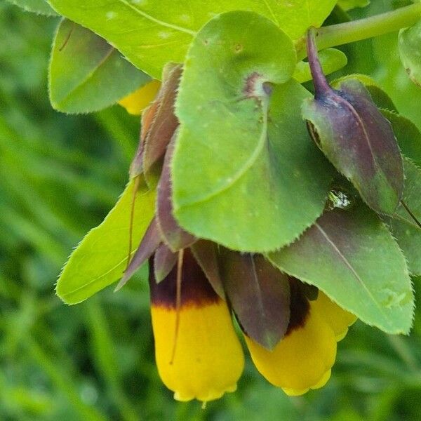 Cerinthe glabra 花