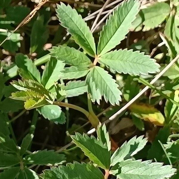 Comarum palustre Feuille