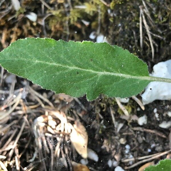 Campanula glomerata ഇല