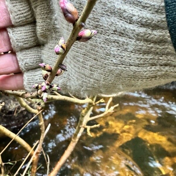 Daphne mezereum Lapas