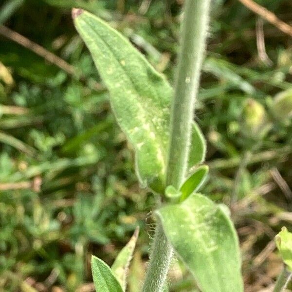 Silene dichotoma Levél