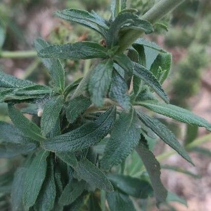 Salvia mellifera برگ