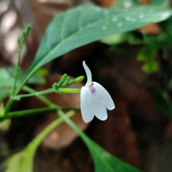 Rhinacanthus nasutus Кветка