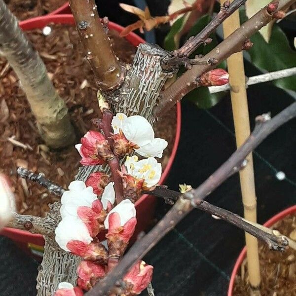 Prunus armeniaca 花