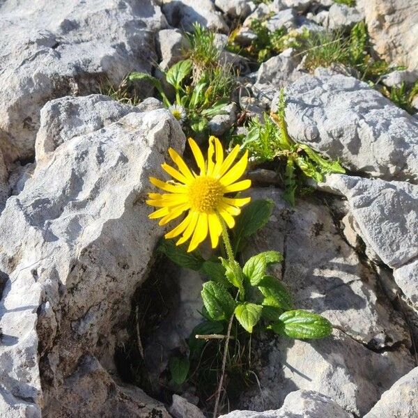 Doronicum clusii Flower